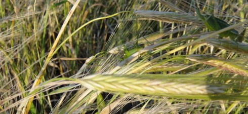 The above photograph was taken by Nehemia Gordon in the Jordan Valley. It shows the barley in the state of aviv, and if you look closely you can see Yoel...