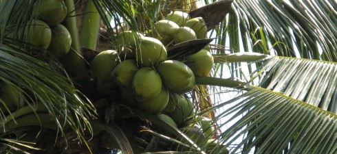 What are the benefits of drinking Young Coconut Water Kefir? Why drink Kvass and what else can I do with my leftover ferment water? The Kultured Karaite [Audio clip: view...