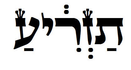 What is the meaning of the term, tazria, and how does a women “produce seed”? Why is there a difference in the time of uncleanness concerning the birth of a...
