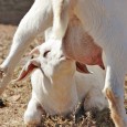Is store bought milk just another processed food? Should we really be pasteurizing everything? [Audio clip: view full post to listen] Download this episode (right click and save) Truth2U Radio...