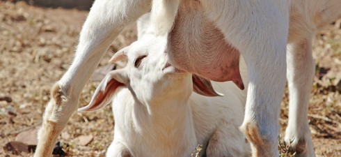 Is store bought milk just another processed food? Should we really be pasteurizing everything? [Audio clip: view full post to listen] Download this episode (right click and save) Truth2U Radio...