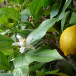 Kultured Karaite – When Life Gives You Lemons