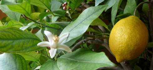 Listen as the Kultured Karaite shares some handy, healthy and peculiar tips regarding various ways to make use of the little miracle that is the humble lemon. [Audio clip: view...